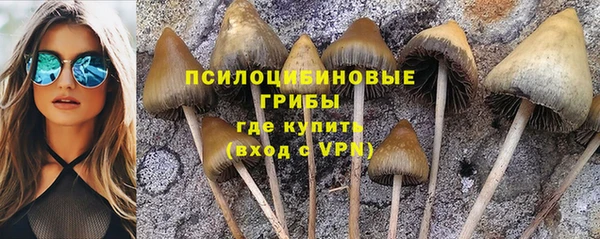 дмт Богданович